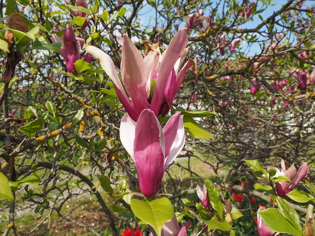 Fiore dell'albero di magnolia