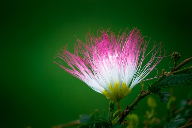 Fiore dell&#39;albero di seta