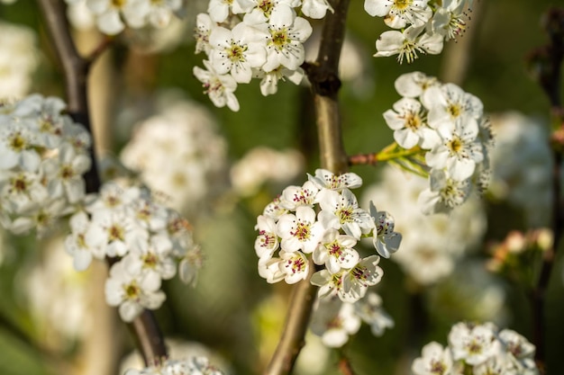 Fiore dell'albero in primavera con fiori bianchi che crescono cespuglio nativo
