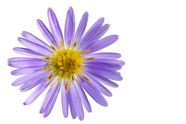 Fiore dell'aster alpino isolato