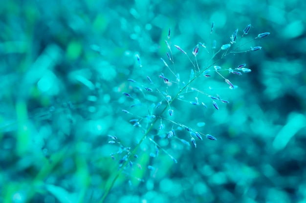 Fiore dell'erba che fiorisce con le luci blu del bokeh