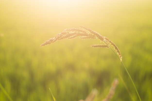 Fiore dell&#39;erba con il sole del mattino. Bella alba di sfondo