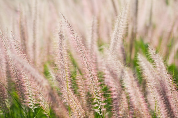 fiore dell&#39;erba, priorità bassa del campo