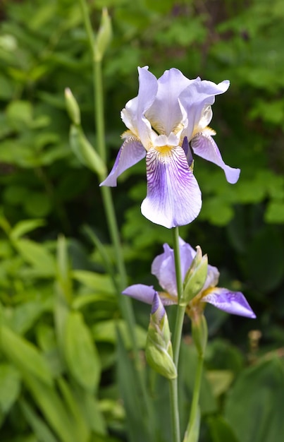 Fiore dell&#39;iride