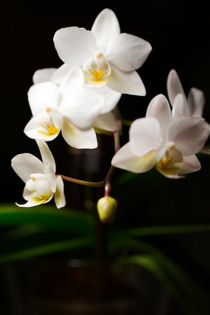 Fiore dell'orchidea di colore bianco vicino sulla foto.