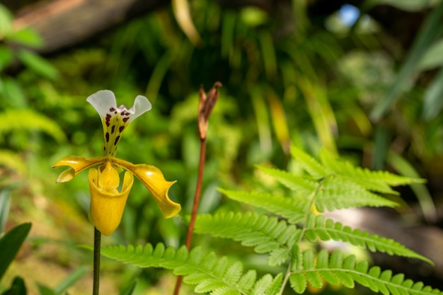 Fiore dell'orchidea di pantofola di signora nella natura