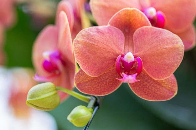 Fiore dell'orchidea di phalaenopsis in giardino