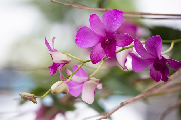 Fiore dell&#39;orchidea in natura con priorità bassa vaga.