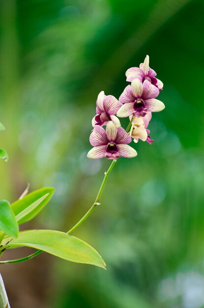 Fiore dell'orchidea nel giardino