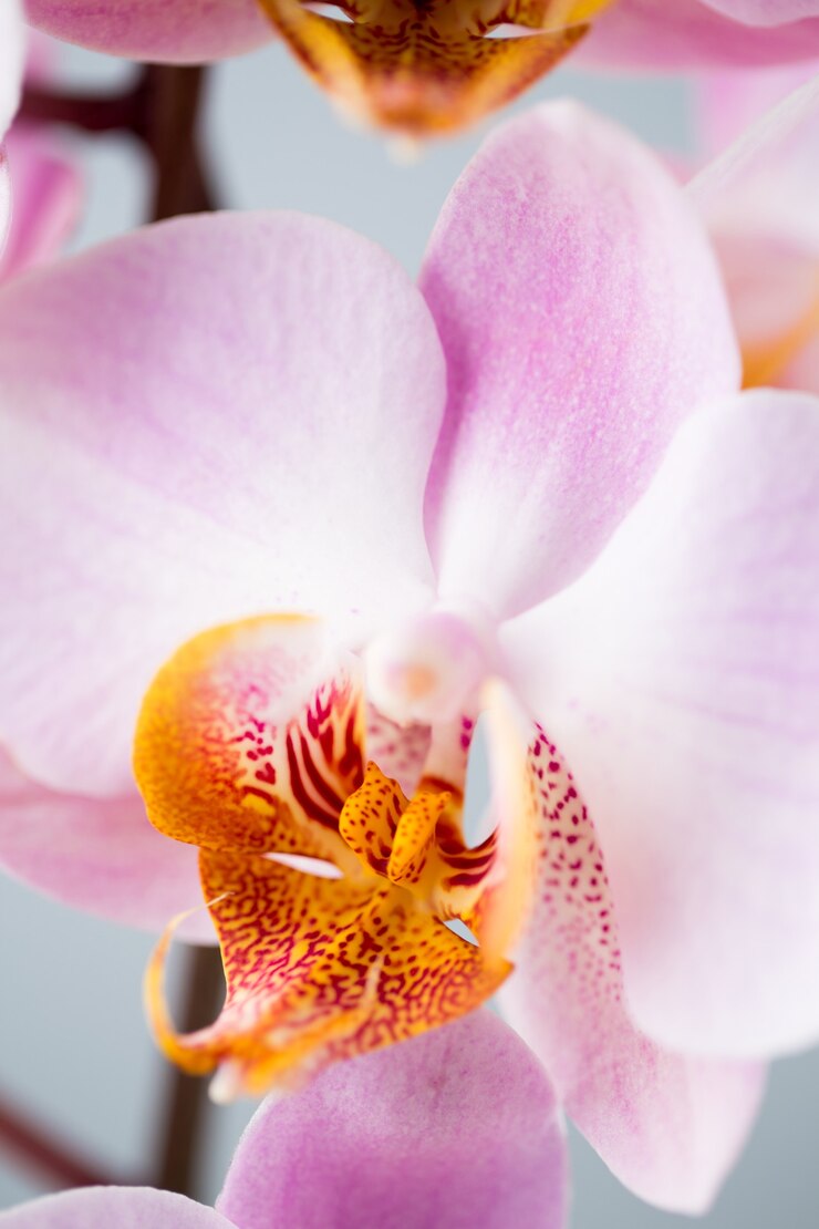 Foto fiore dell'orchidea sulla superficie grigia.