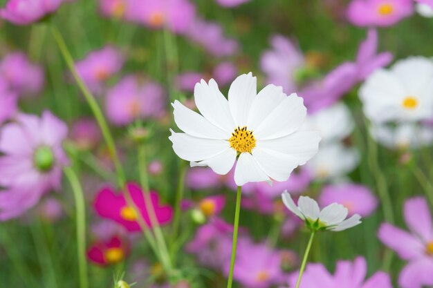 Fiore dell&#39;universo bianco con sfocatura sfondo giardino