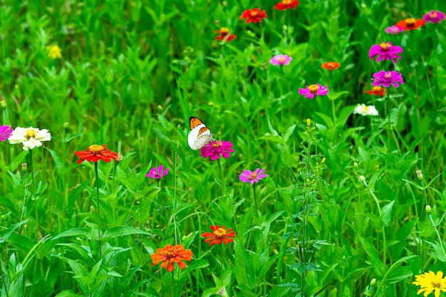 Fiore dell'universo colorato in natura