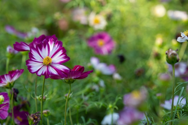 Fiore dell&#39;universo con priorità bassa vaga in graden.