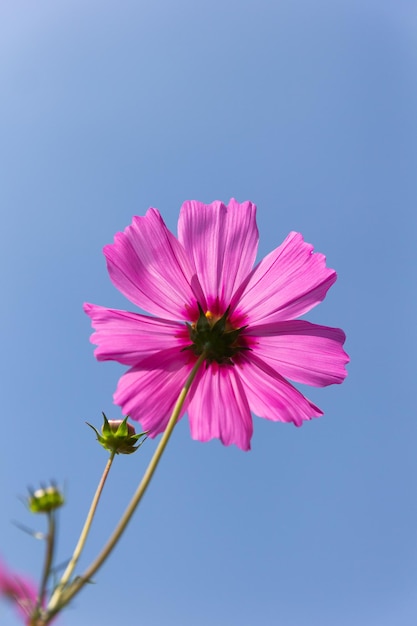 Fiore dell'universo Cosmo Bipinnatus