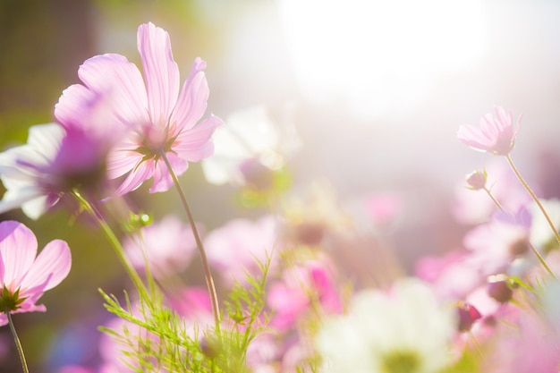 Fiore dell'universo in giardino al tramonto