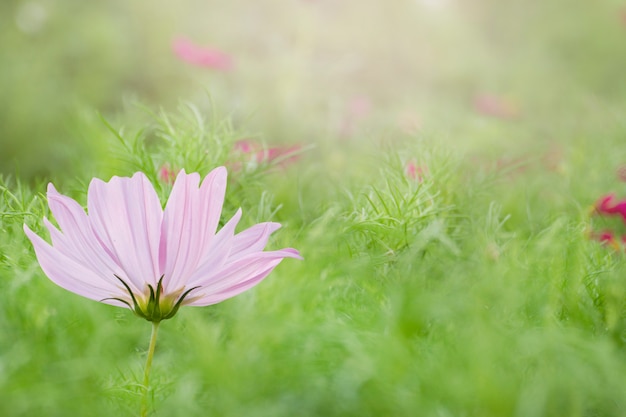 Fiore dell&#39;universo nel giardino