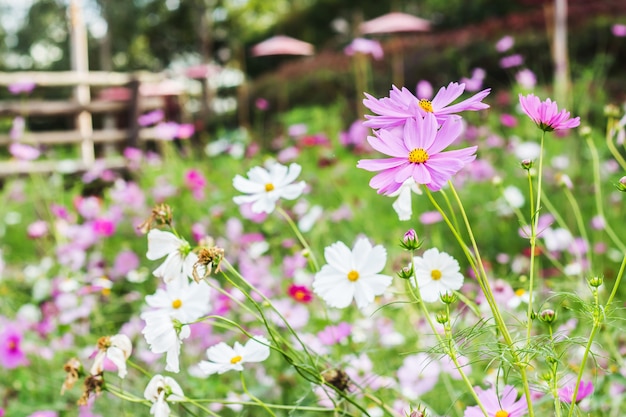 fiore dell&#39;universo