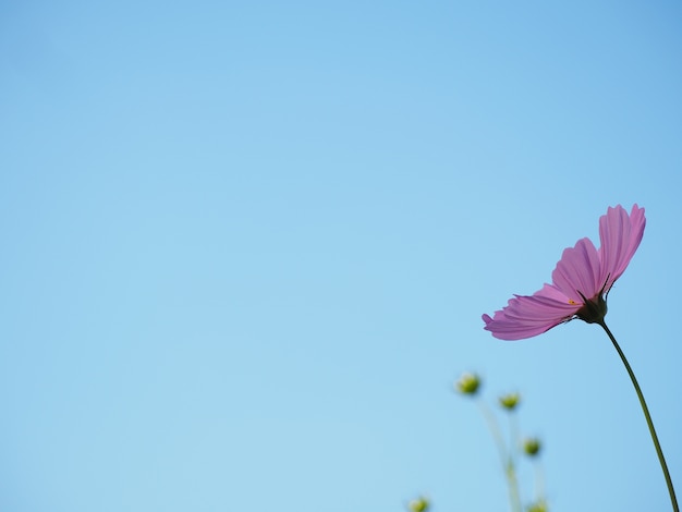 fiore dell&#39;universo