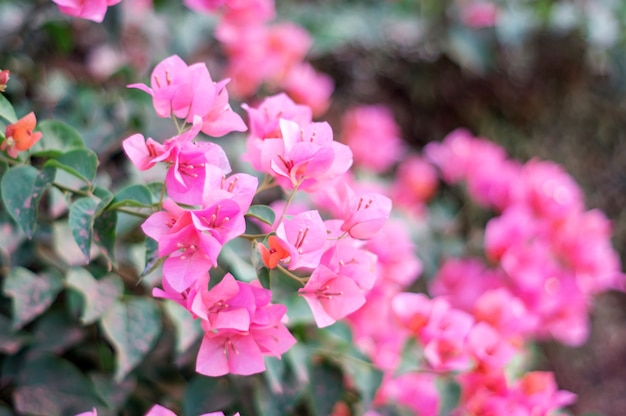 Fiore della buganvillea nel giardino, fuoco molle.