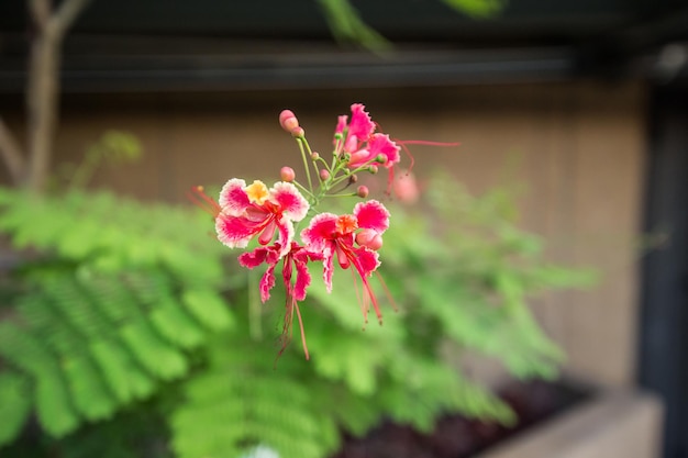 Fiore della cresta del pavone, Orgoglio delle Barbados, Orgoglio delle Barbados, Fiore del pavone, Caesalpinia pulcherrima.