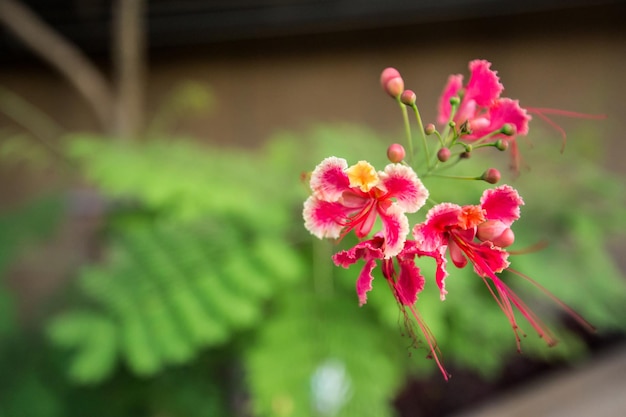 Fiore della cresta del pavone, Orgoglio delle Barbados, Orgoglio delle Barbados, Fiore del pavone, Caesalpinia pulcherrima.