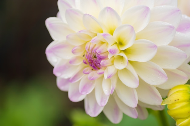 Fiore della dalia bianco con gocce di pioggia nel giardino, soft focus.