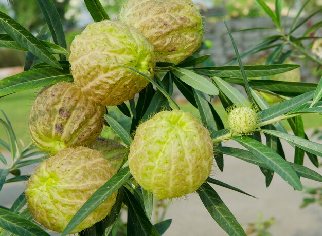 Fiore della datura