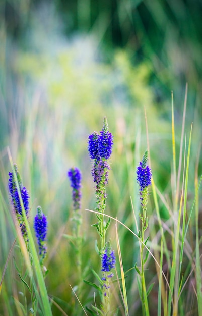 Fiore della foresta blu