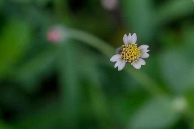 Fiore della foresta