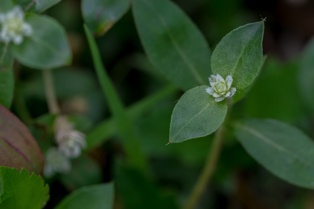 Fiore della foresta