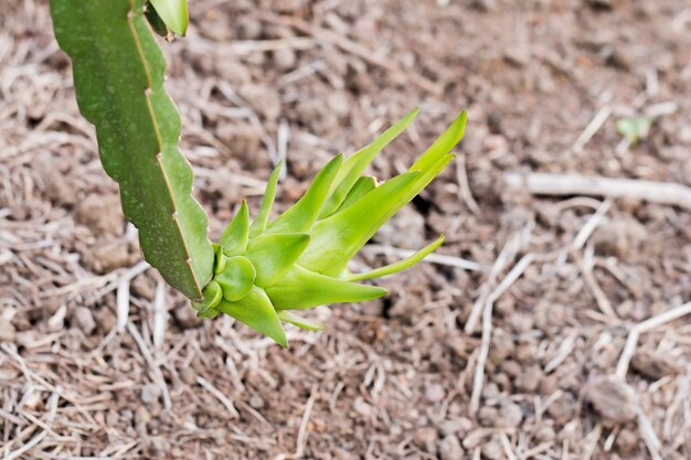 Fiore della frutta del drago sull&#39;albero nel giardino