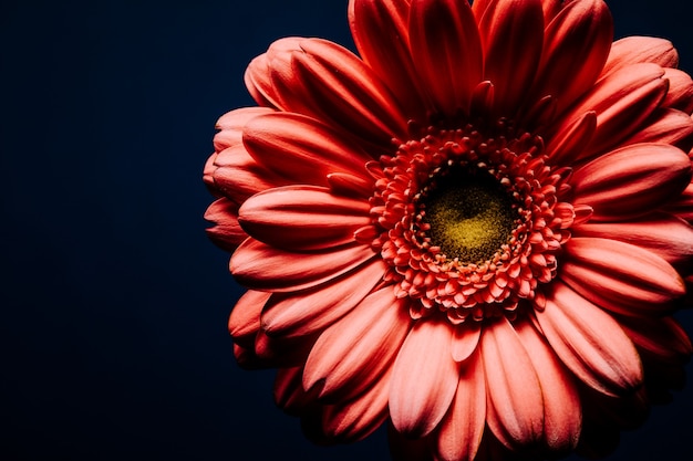 Fiore della gerbera isolato su sfondo nero.