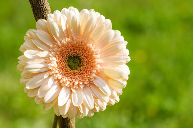 Fiore della gerbera nel giardino