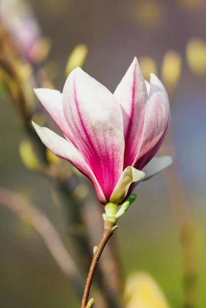 Fiore della magnolia della primavera su sfondo naturale.