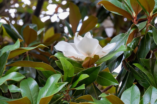 Fiore della Magnolia grandiflora, la magnolia del sud