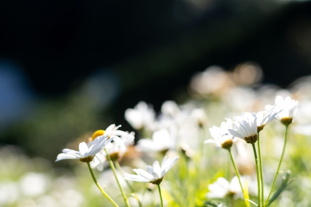 Fiore della margherita bianca con il sole in giardino.