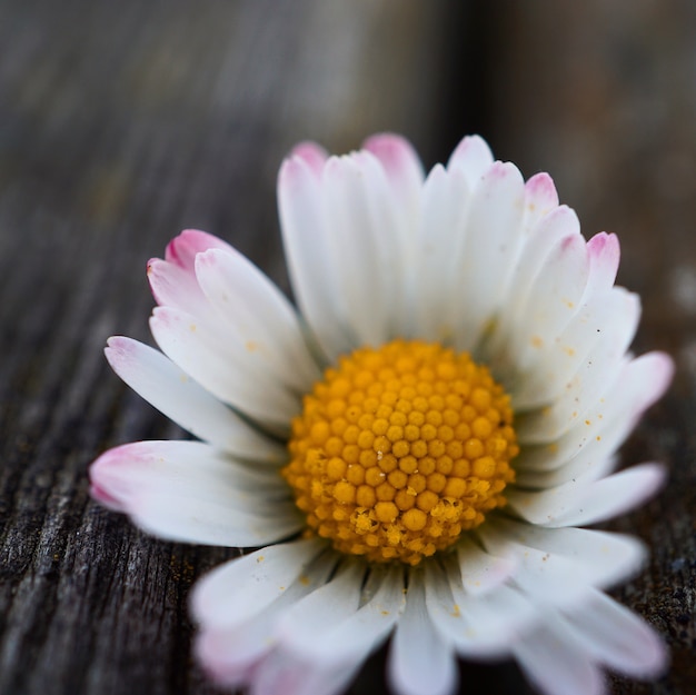 fiore della margherita bianca nel giardino nella natura