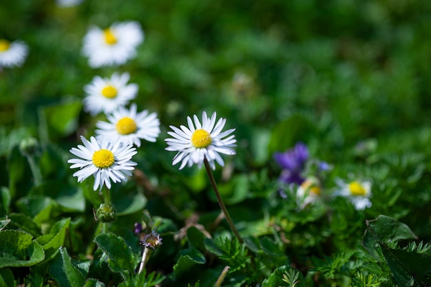 Fiore della margherita circondato da erba verde a primavera