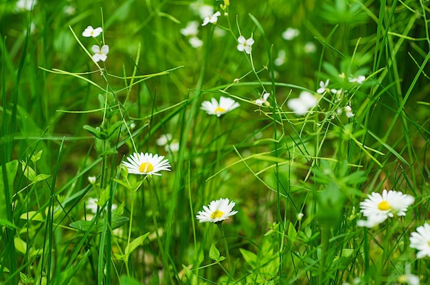 Fiore della margherita della primavera nella priorità bassa naturale dell'erba verde