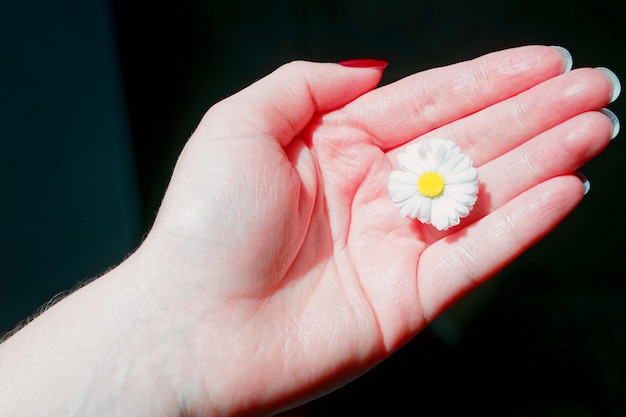 Fiore della margherita di campo nella mano delle ragazze