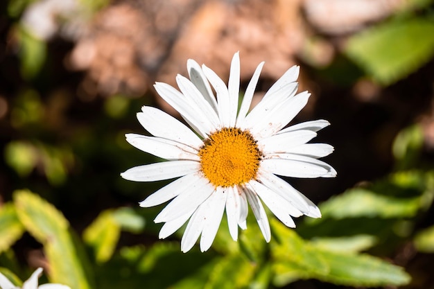 Fiore della margherita in giardino, petali naturali.