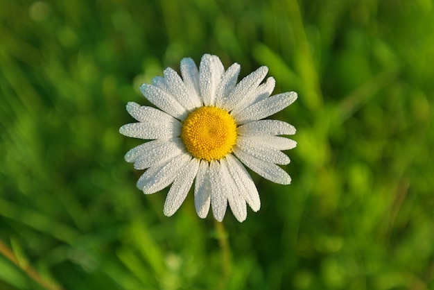 Fiore della margherita nella rugiada