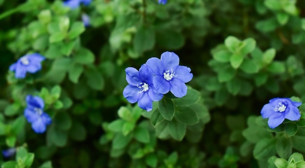 fiore della natura