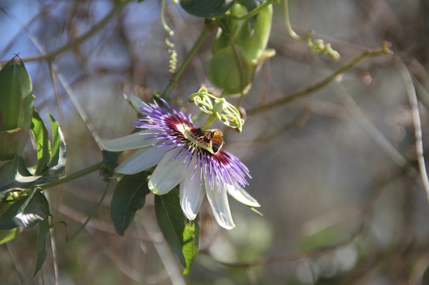 fiore della passione