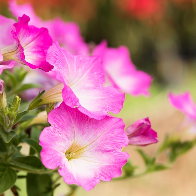 Fiore della petunia di rosa del fuoco selettivo e del primo piano al giardino