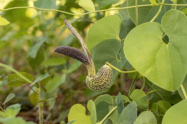 Fiore della pianta Birthwort