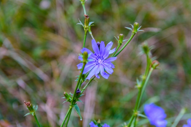 Fiore della pianta della cicoria che fiorisce in prati ad estate