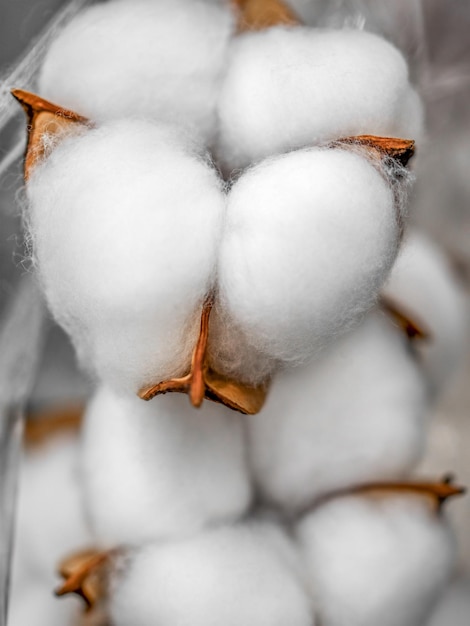 Fiore della pianta di cotone Priorità bassa di struttura delle colture di cotone grezzo