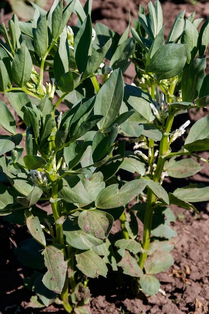 Fiore della pianta di fava (Vicia faba) in giardino