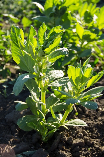 Fiore della pianta di fava (Vicia faba) in giardino